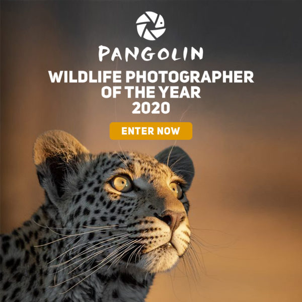 Pangolin Wildlife Photographer of the Year 2020