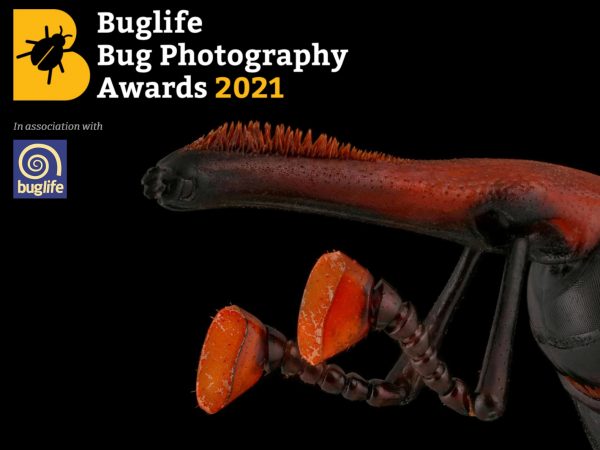 Bug Photography Awards 2021