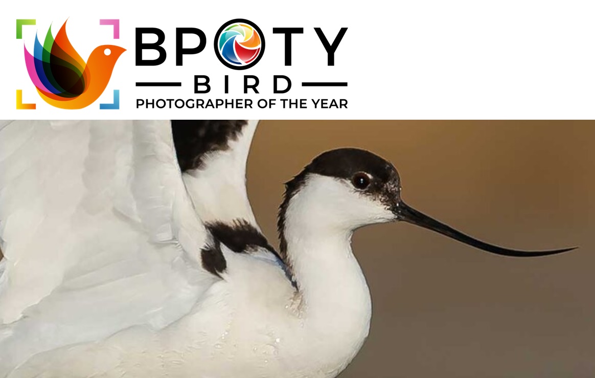 Bird Photographer of the Year 2022 - logo