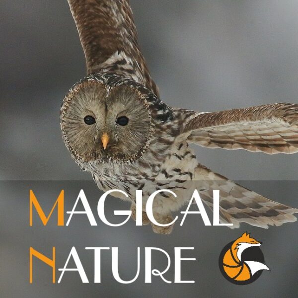 Magical Nature 2022 - logo
