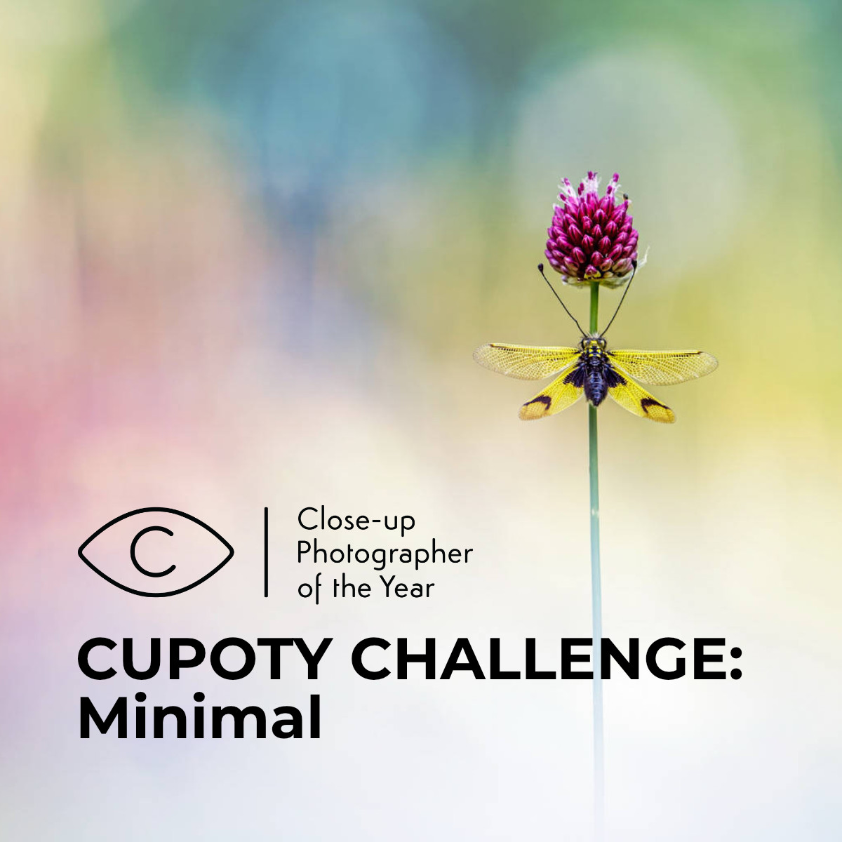 CUPOTY CHALLENGE: Minimal - logo
