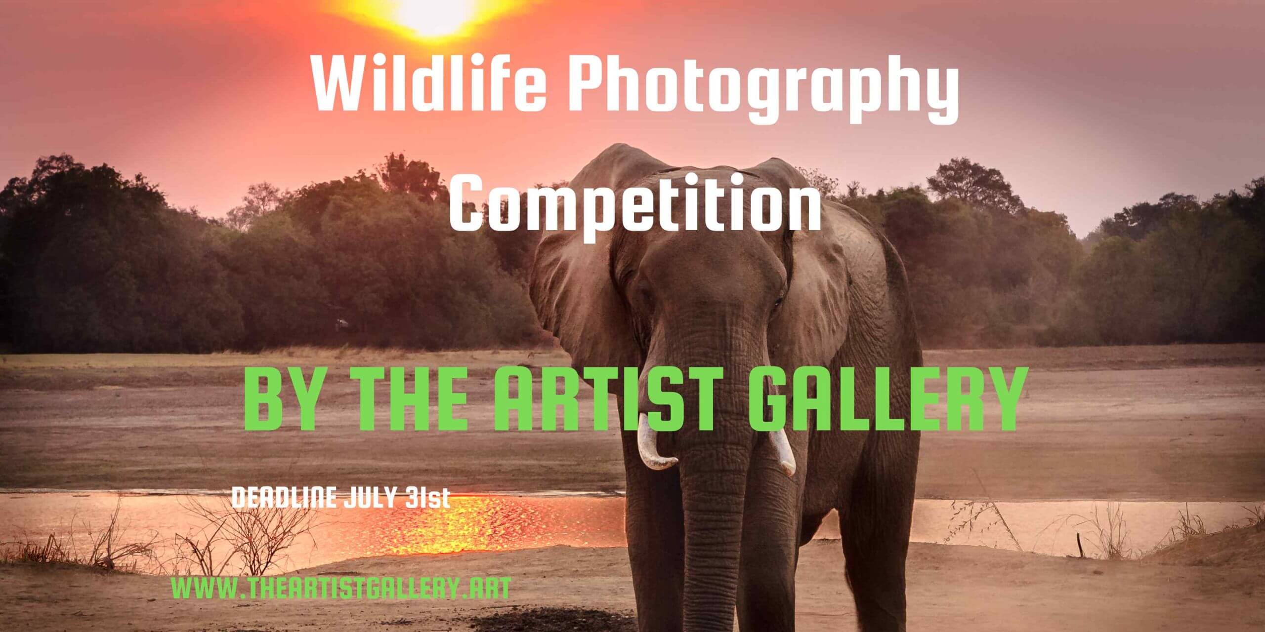 Wildlife Photography Contest 2023 by The Artist Gallery - logo