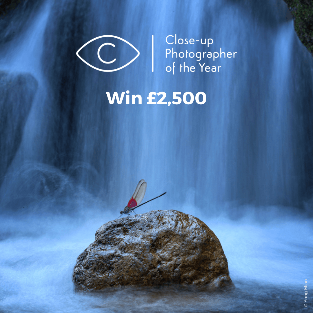 Close-up Photographer of the Year 2025 - logo