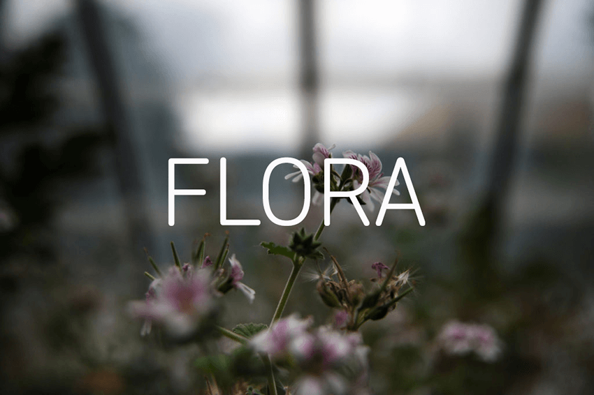 FLORA - logo