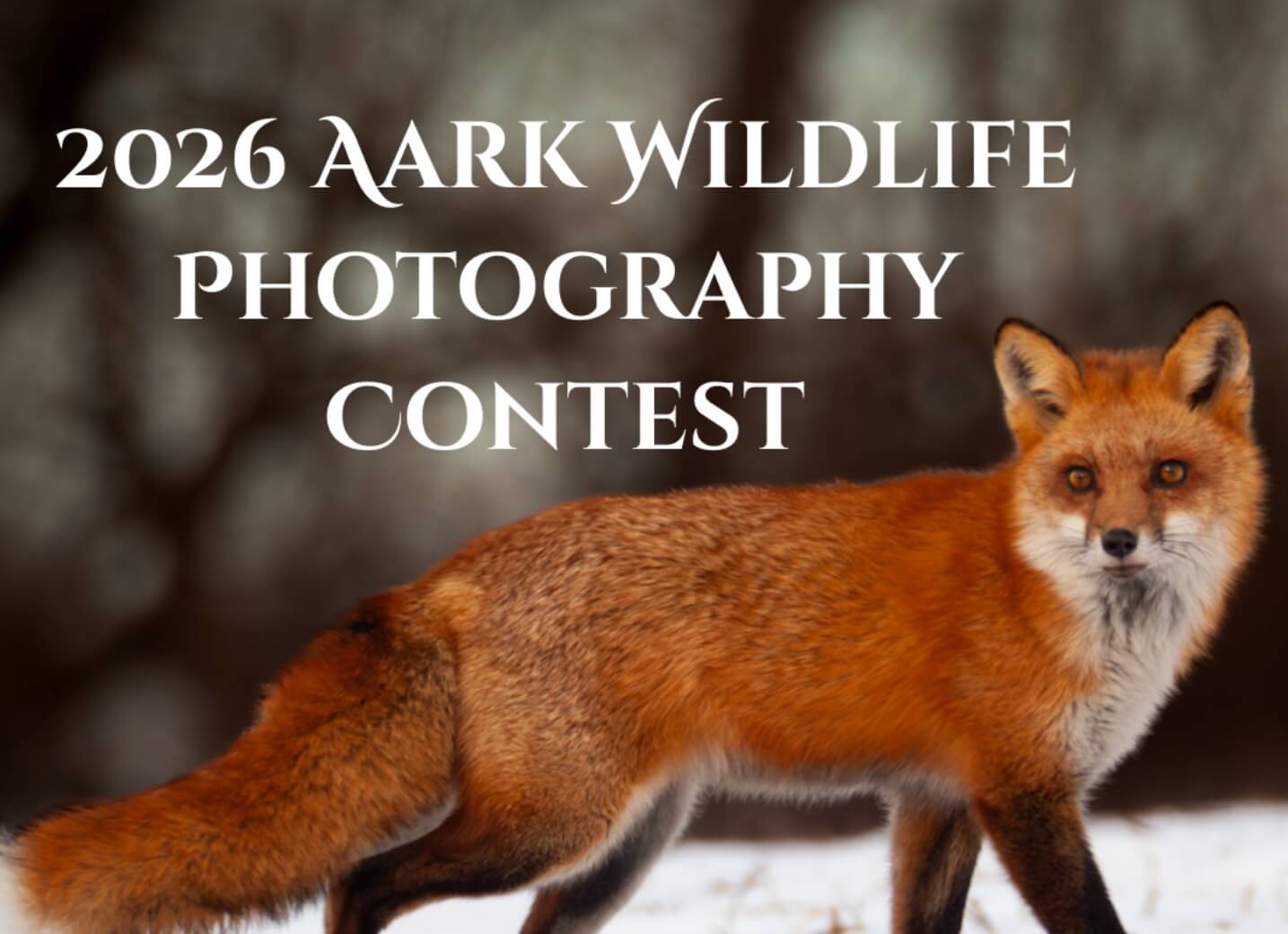 Aark Wildlife Photography Contest 2026 - logo