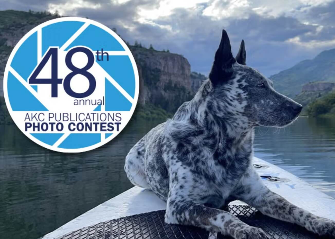 AKC Photo Contest - logo
