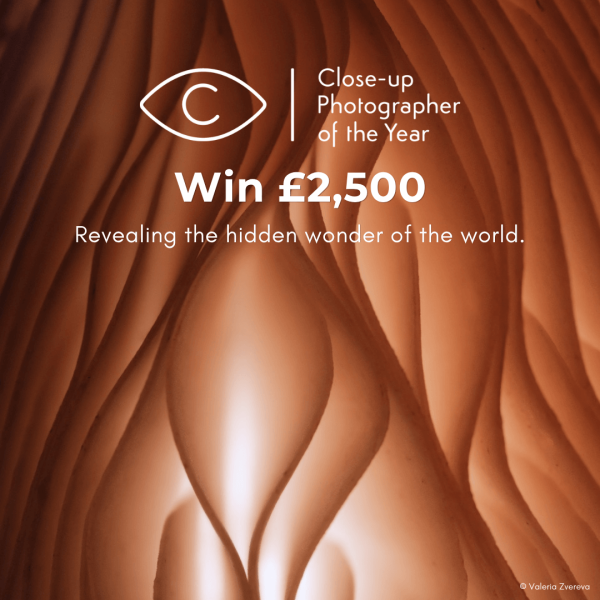 Close-up Photographer of the Year 2026