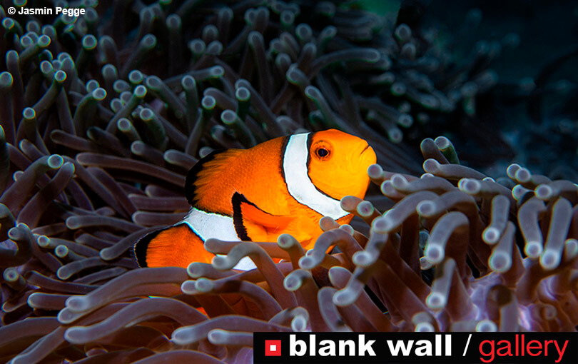 Moments of Color by Blank Wall Gallery - logo