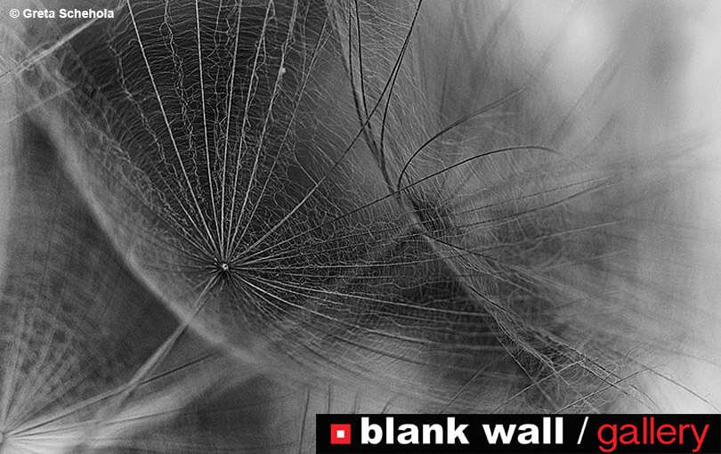 Still Life by Blank Wall Gallery - logo