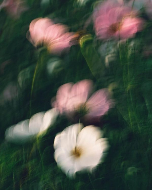 Flowers – A Virtual Photography Exhibition & Collection