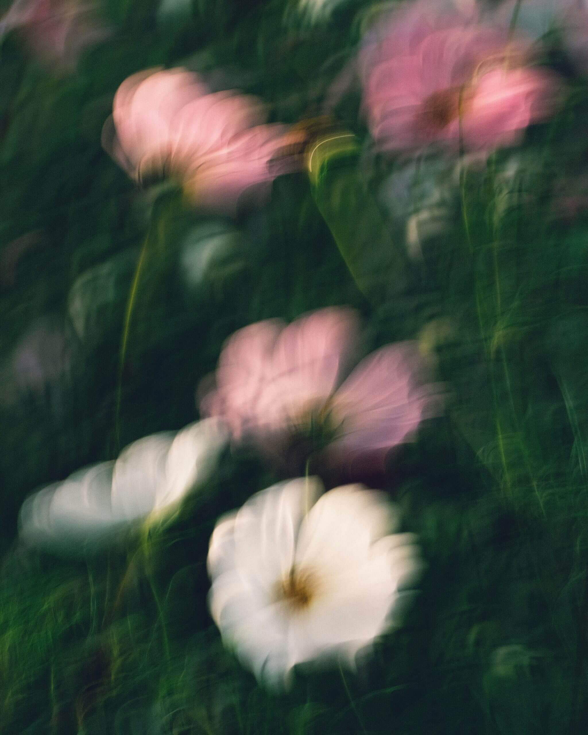 Flowers – A Virtual Photography Exhibition & Collection - logo