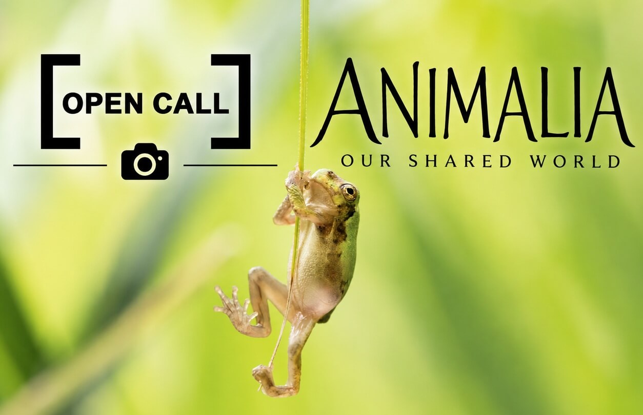 Animalia: Our Shared World - logo